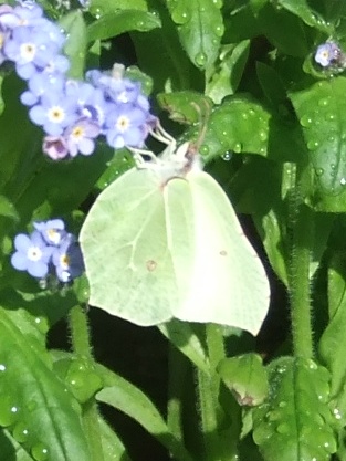 Brimstone Butterfly, F McStea