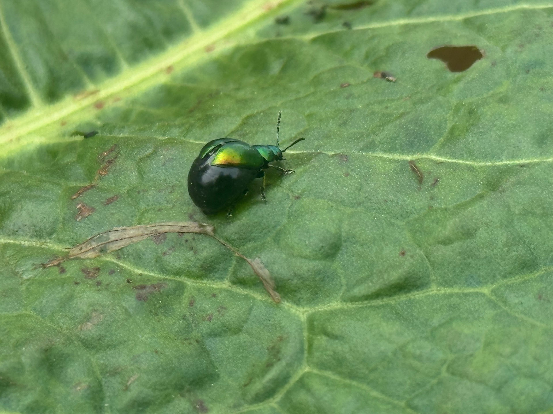 Green dock beetle (Gastrophysa viridula)