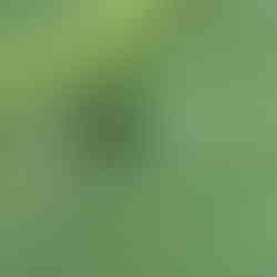 Green dock beetle (Gastrophysa viridula)