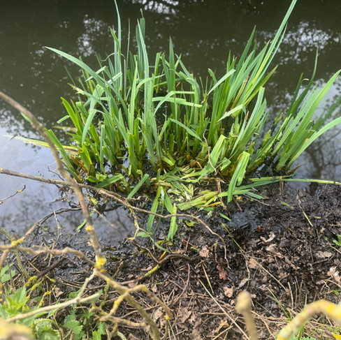 Water vole feeding station and latrine