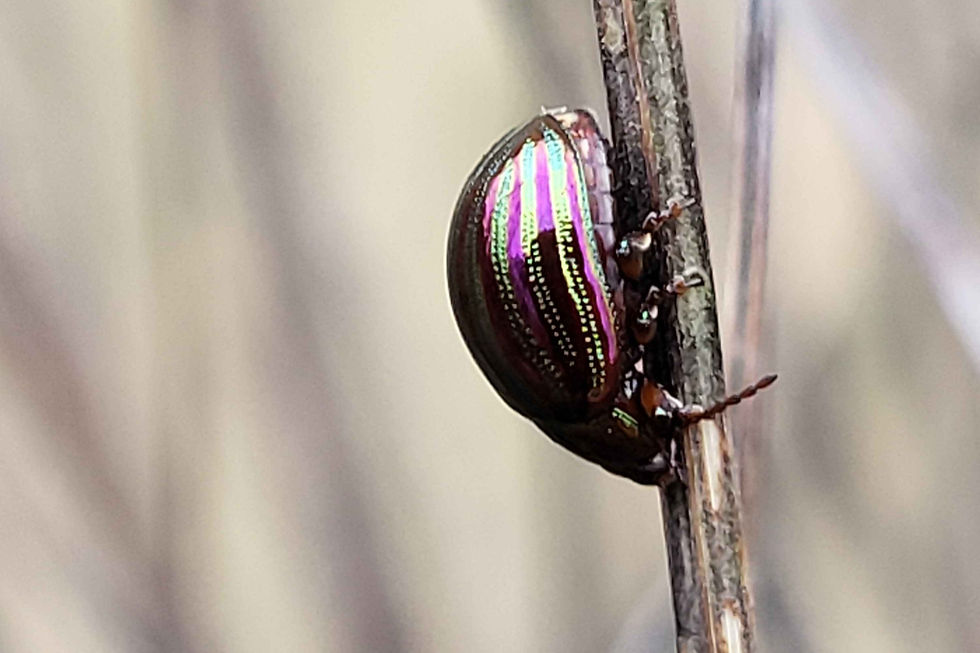 Rosemary Beetle by Jill Adams, February 2024