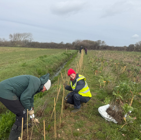 Pushing canes into hard ground