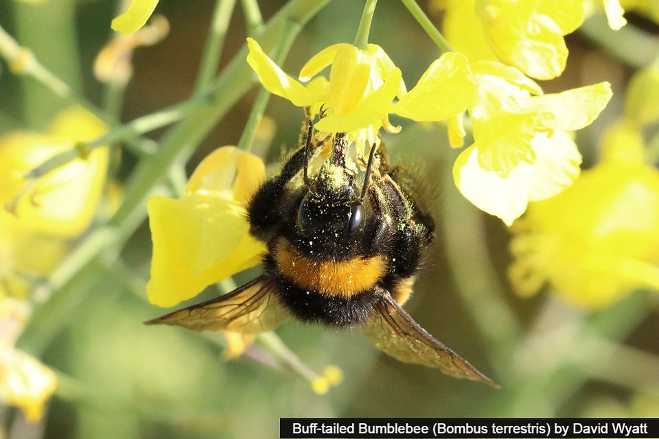 Buff-tailed bumblebee