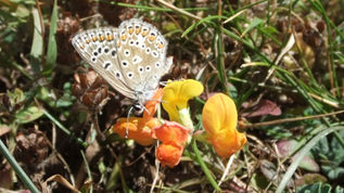 Spring Summer 2022 Results: Find Wildlife From Home Survey