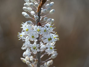 Sea Squills Bloom by the Roadside
