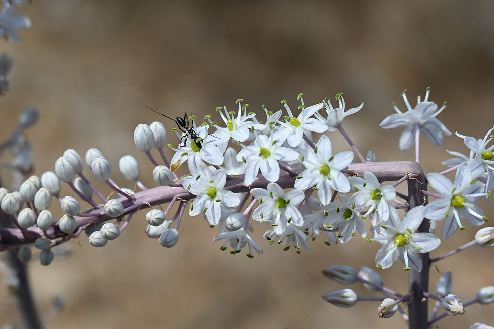 Close-up of Sea Squills flowers with an ant in the summertime in Udim Nature Reserve, Israel reserve