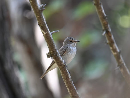 A spotted flycatcher perched on a branch, pausing before darting out to catch insects in flight.