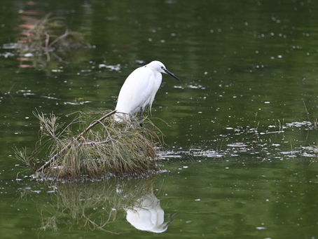 The Little Egret: A Graceful Hunter in a Surprisingly Smart Habitat