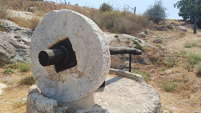 Ancient grinding wheel at Horbat Ashun archaeological site in Modiin, used for processing grain during the Hasmonean and Roman periods