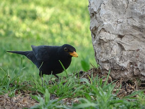 blackbird male