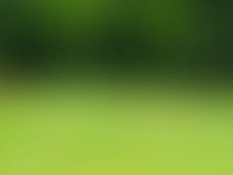 Cheeky little deer - We love seeing the beautiful Roe deer and fawns 