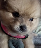 Miss Dolly