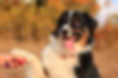 curso-adiestramiento-canino-online.jpg