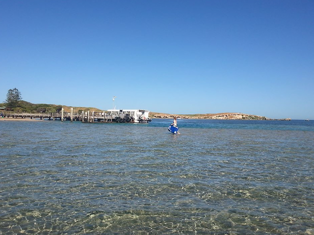 Penguin/Seal Island- Adventure WA