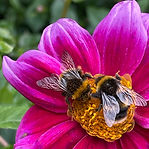 purple daylily with bee