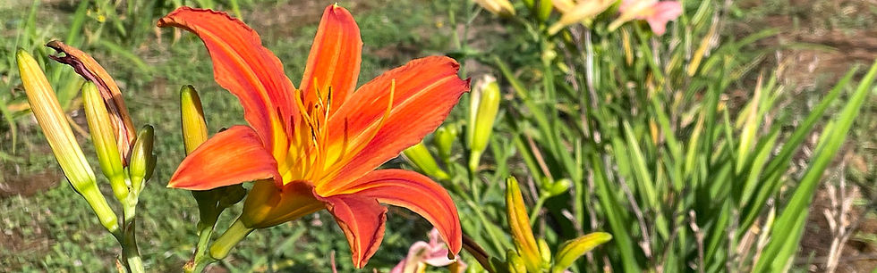Some of our daylilies varieties