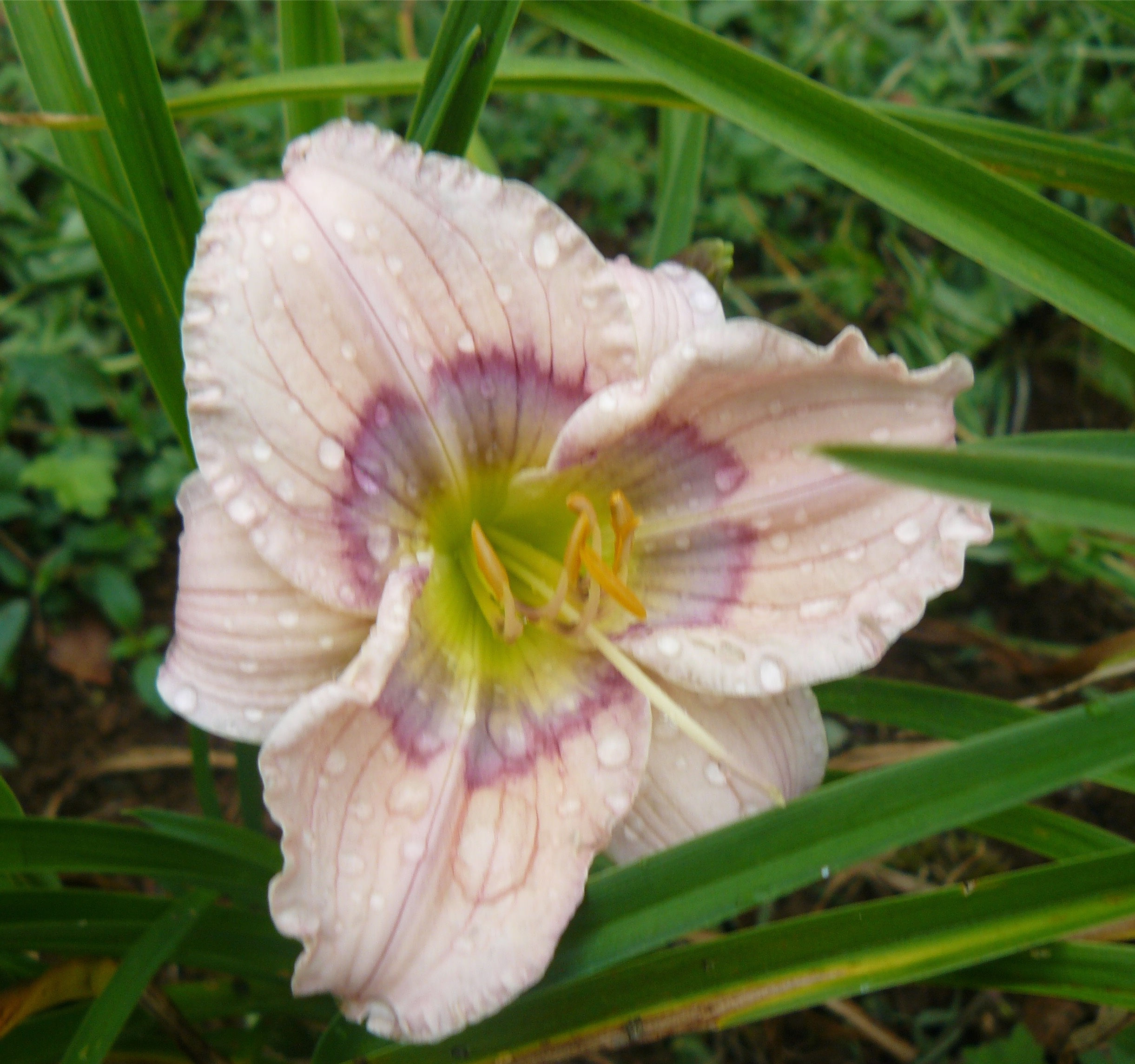 Siloam David Kirchoff