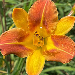 Daylily two tone