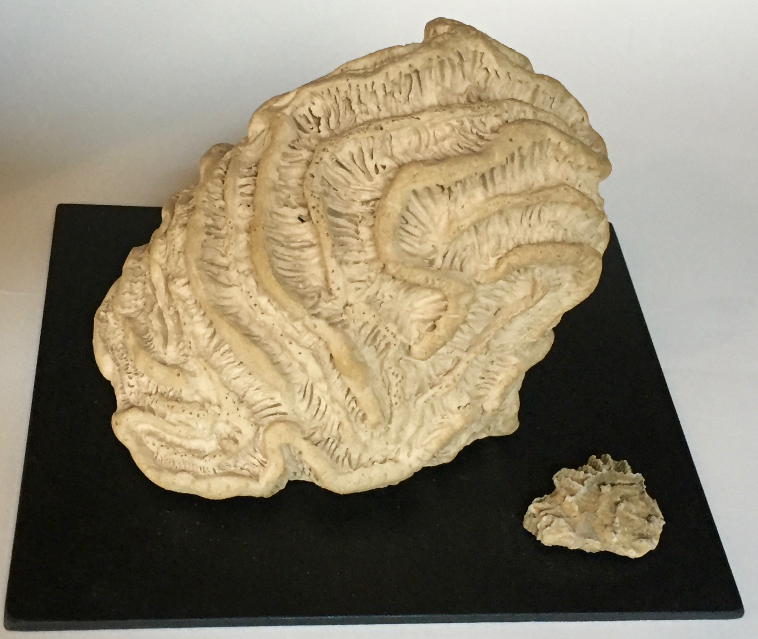 Specimen 3 with Fossil Accent