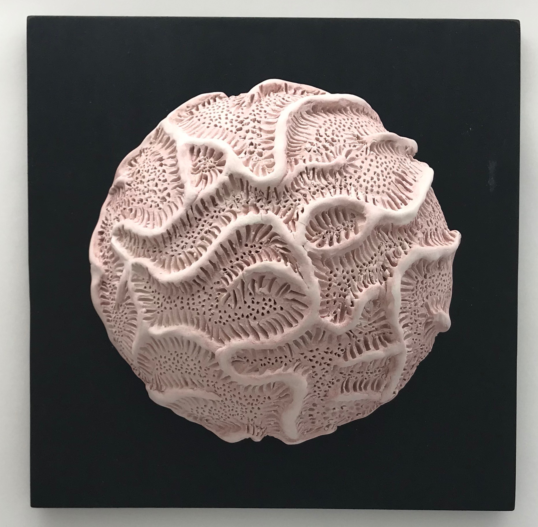Mauve Brain Coral