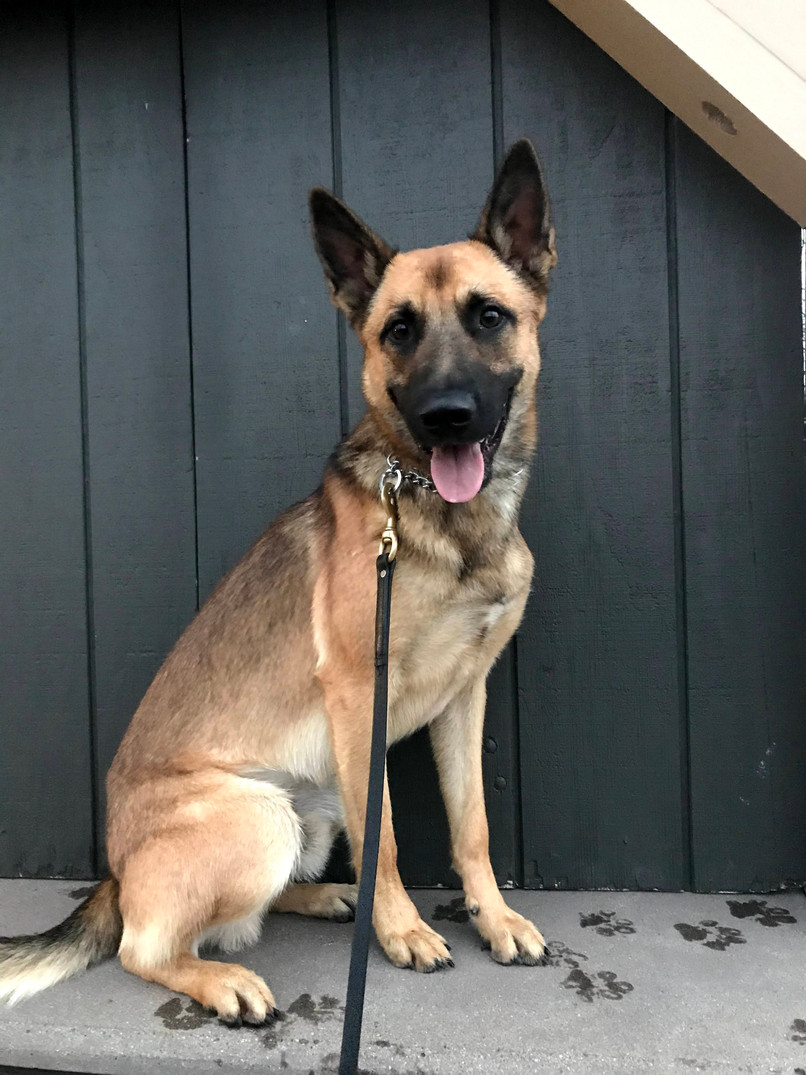 Dog Training Black Paw Canine Dog Training Ohio