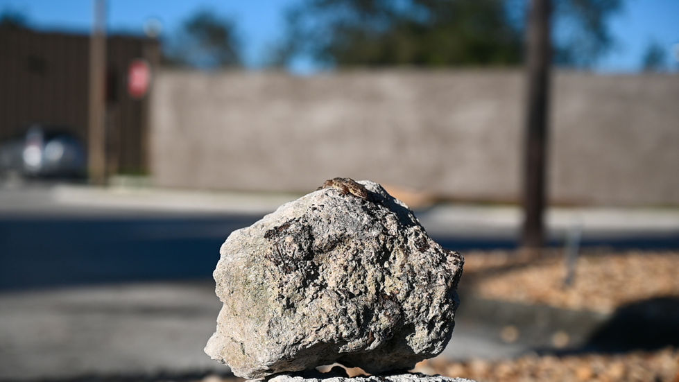DSC_2206 (1)