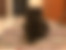 kedi sahiplendirme ilanları içinde birinci resmin ikon boyutu