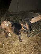 IMG_1415.jpeg