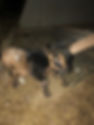 IMG_1415.jpeg