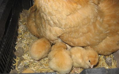 Mama Buff Orpington and new chicks (note egg beneath her).