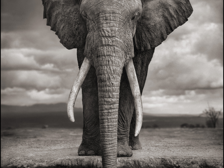 Alle Gallerie d’Italia di Torino la fotografia di Nick Brandt: 63 potenti immagini di grande formato sulla crisi ambientale