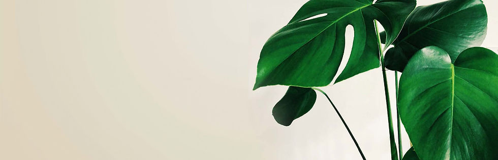 Image at top of page_edited.jpg