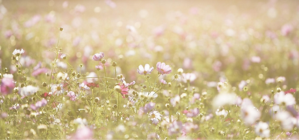 La demoiselle tatouee