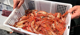 2018-05-Spot-Prawn-3-Vancouver-Foodie-To