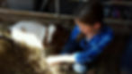 Child kneeling with goat barn stall.jpg