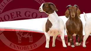 Three boer goats in front of the ABGA logo