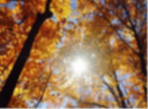 fall.jpeg
