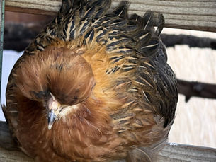 Shetland Hens: Small Birds with a Big Heritage