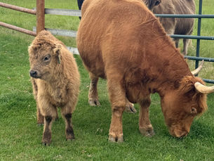 The Dynamics of Adding New Herd Members: Understanding the Social Side of Livestock
