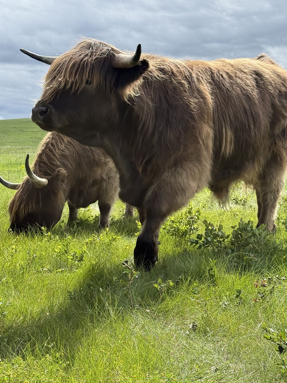 Coming Home: Finding Connection to the Earth Through Homesteading