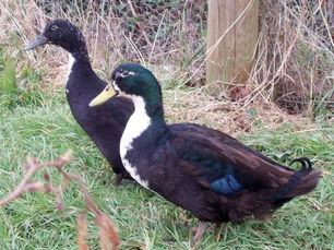 Shetland Ducks: A Rare Scottish Treasure for the Modern Homestead