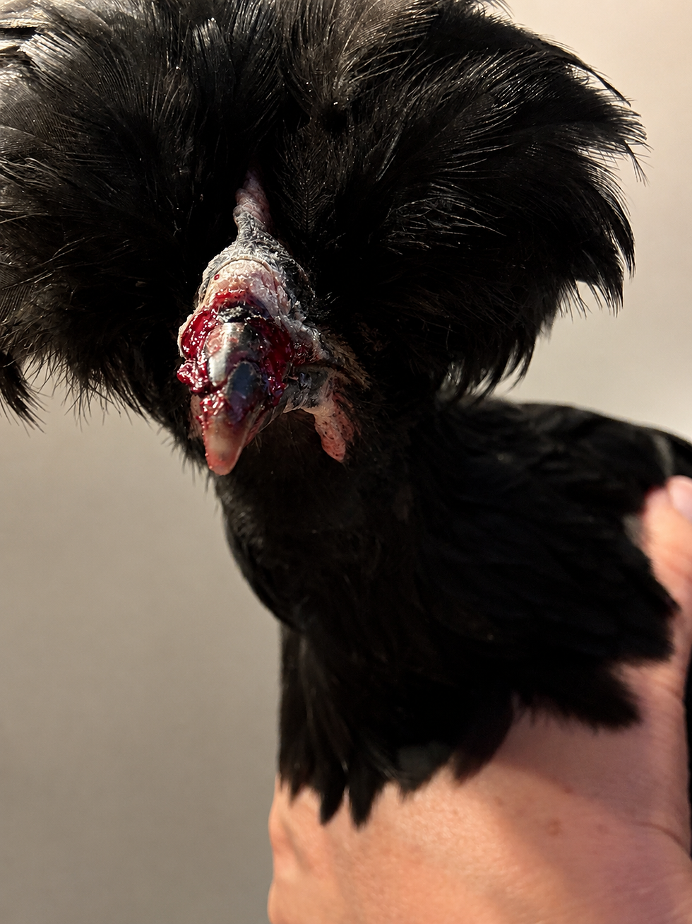 When One of Our Shetland Hens Broke Her Beak: A Lesson in Resilience