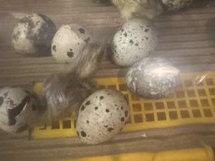 The Magic of Quail Hatching