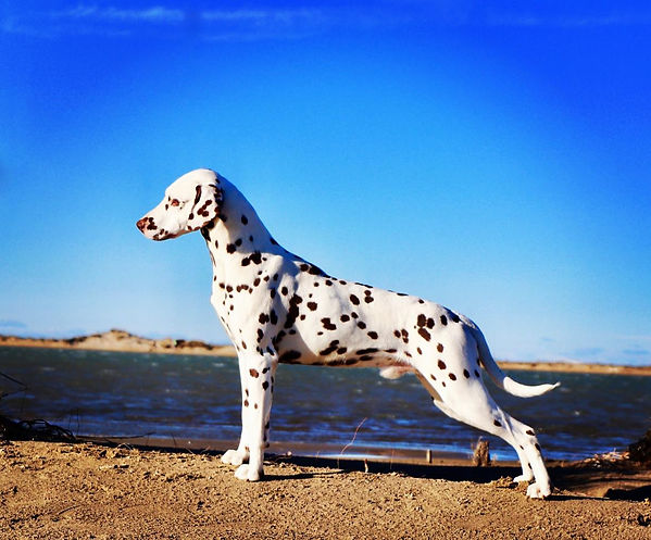 dalmatien male