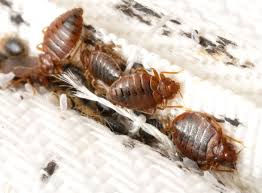Advanced Bed Bug Detection and Treatment Options in Melissa, Texas