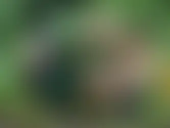 Natural Pest Repellents for DeSoto Gardens: Eco-Friendly Choices