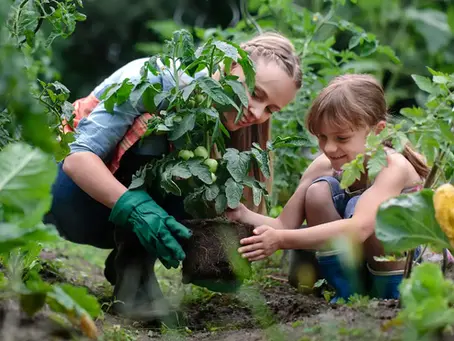 Natural Pest Repellents for DeSoto Gardens: Eco-Friendly Choices