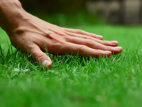 Lancaster Lawn Pest Management: Keeping Your Yard Pest-Free