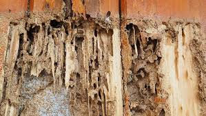 Termite Inspection and Prevention in Coppell: A Homeowner’s Guide