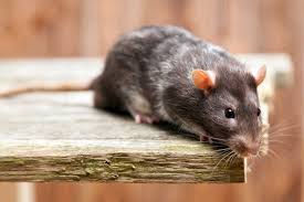 Guide to Preventing Rodent Infestations in Homes in Lucas, Texas